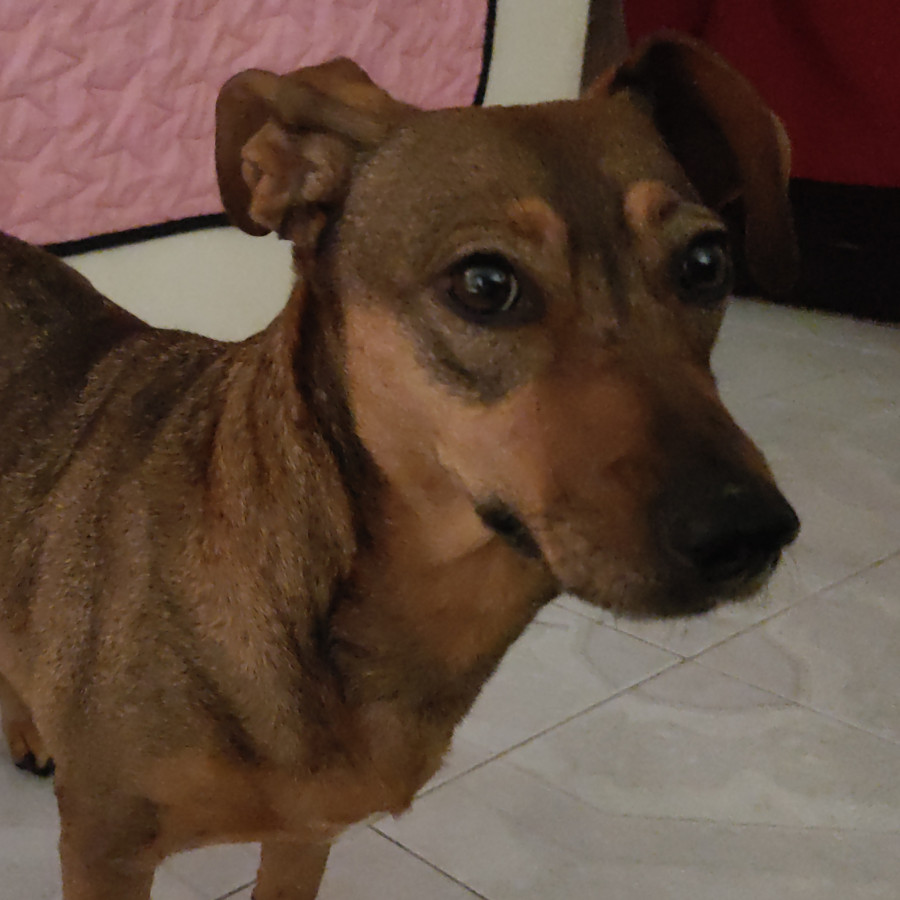  | Raza Mestiza, cruza de Dachshund o Salchicha | Encontrada