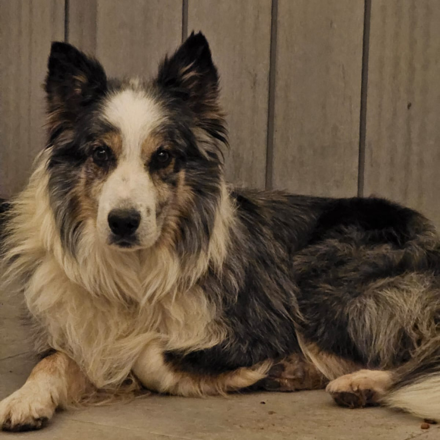 CHEWIE | Raza Border Collie  | Perdido