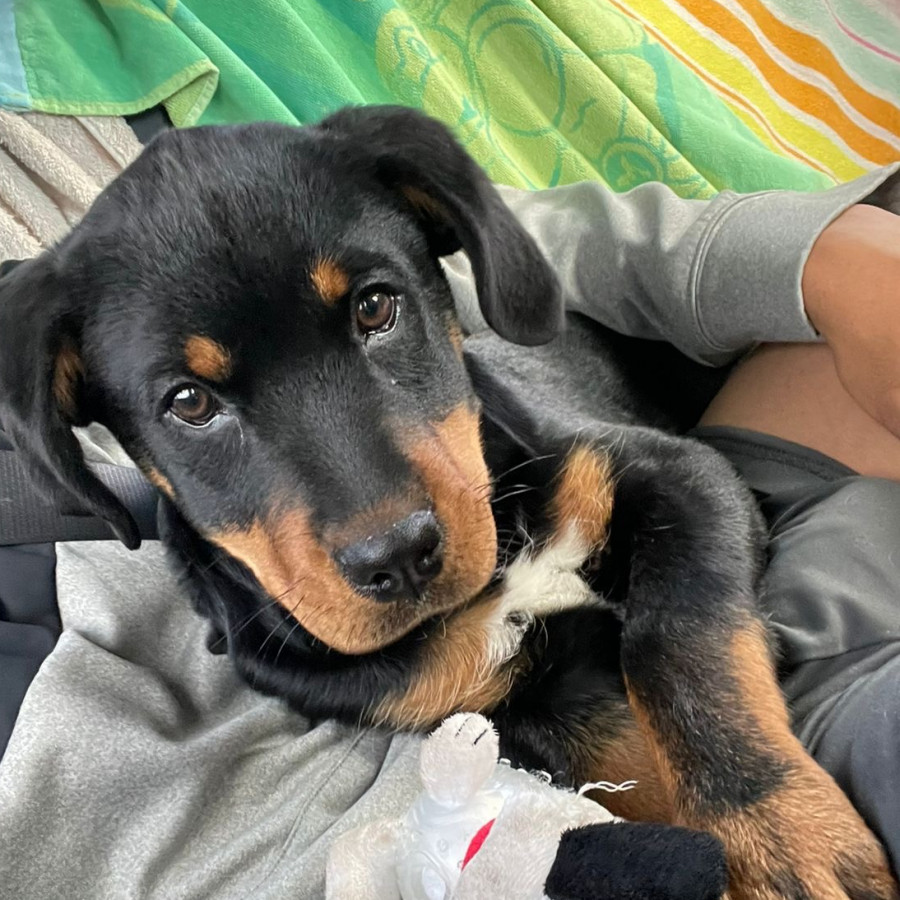 RILEY | Raza Rottweiler | Final Feliz