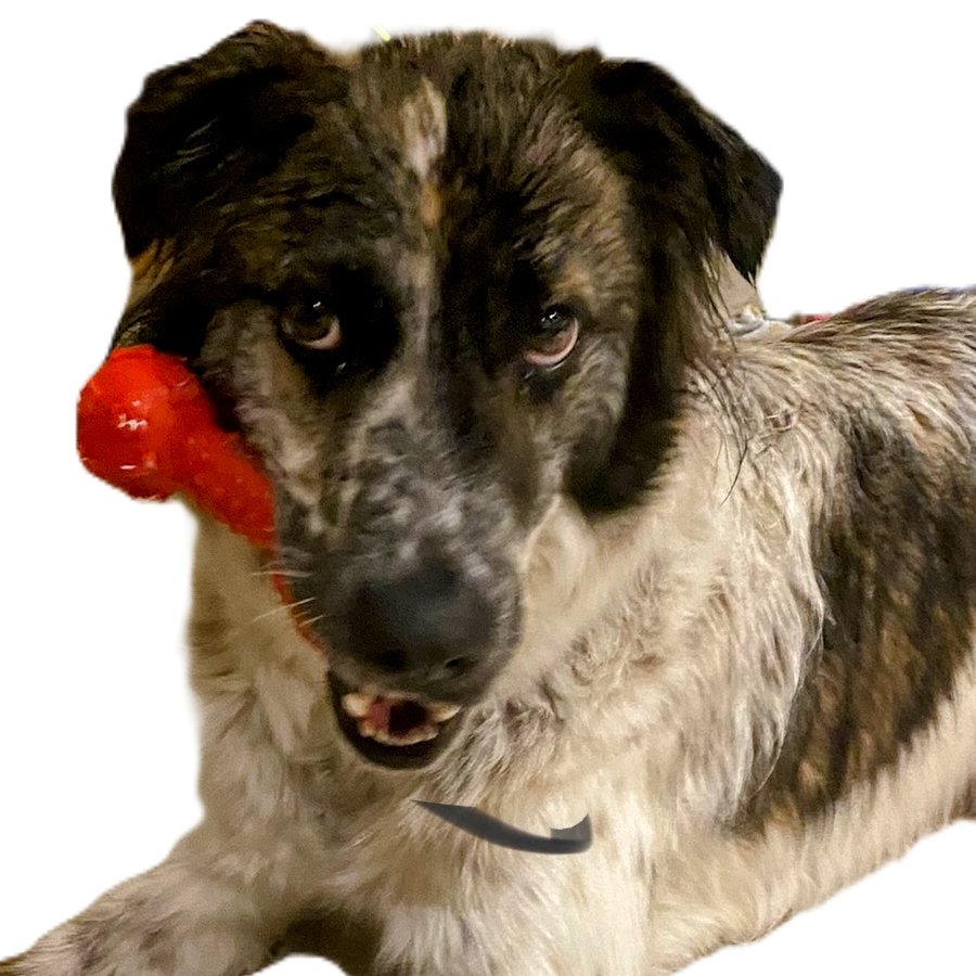 TIBÓN | Raza Mestizo | Perdido