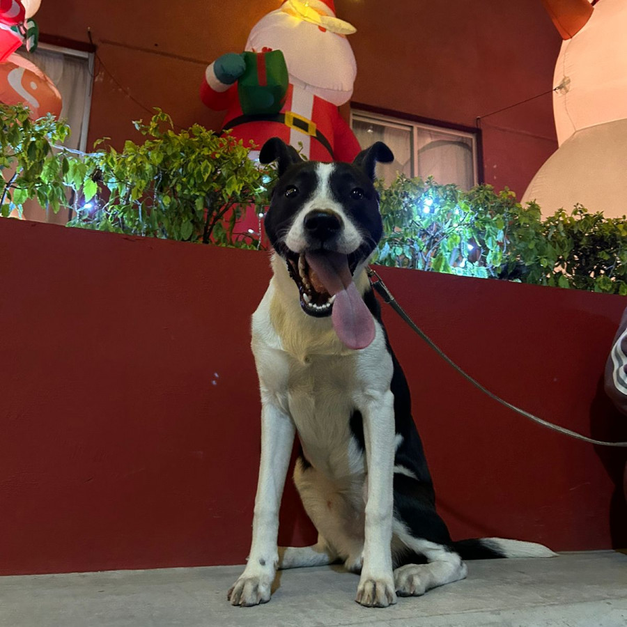 NEGRO | Raza Mestizo | En Adopción