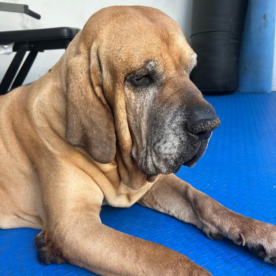 THORVALD | Raza Fila Brasileiro  | Perdido