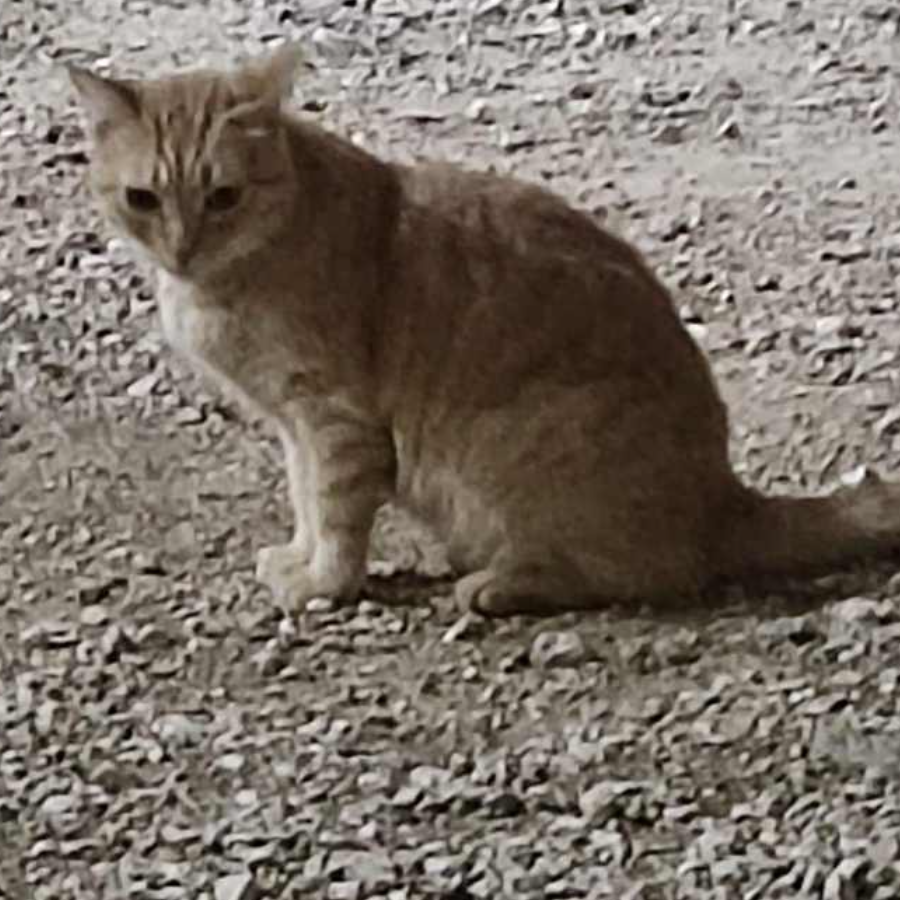 GÜERITA | Raza Doméstico Américano de Pelo Corto | Perdida