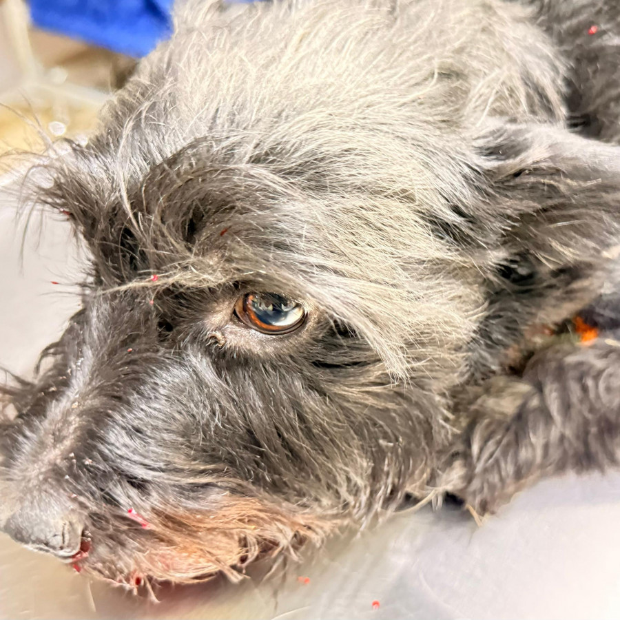  | Raza Mestizo, Posible Cruza De Schnauzer | Final Feliz