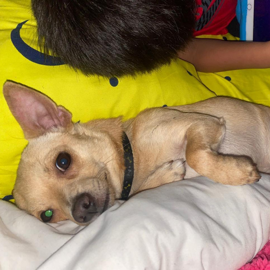 LUCAS | Raza Chihuahua | Perdido