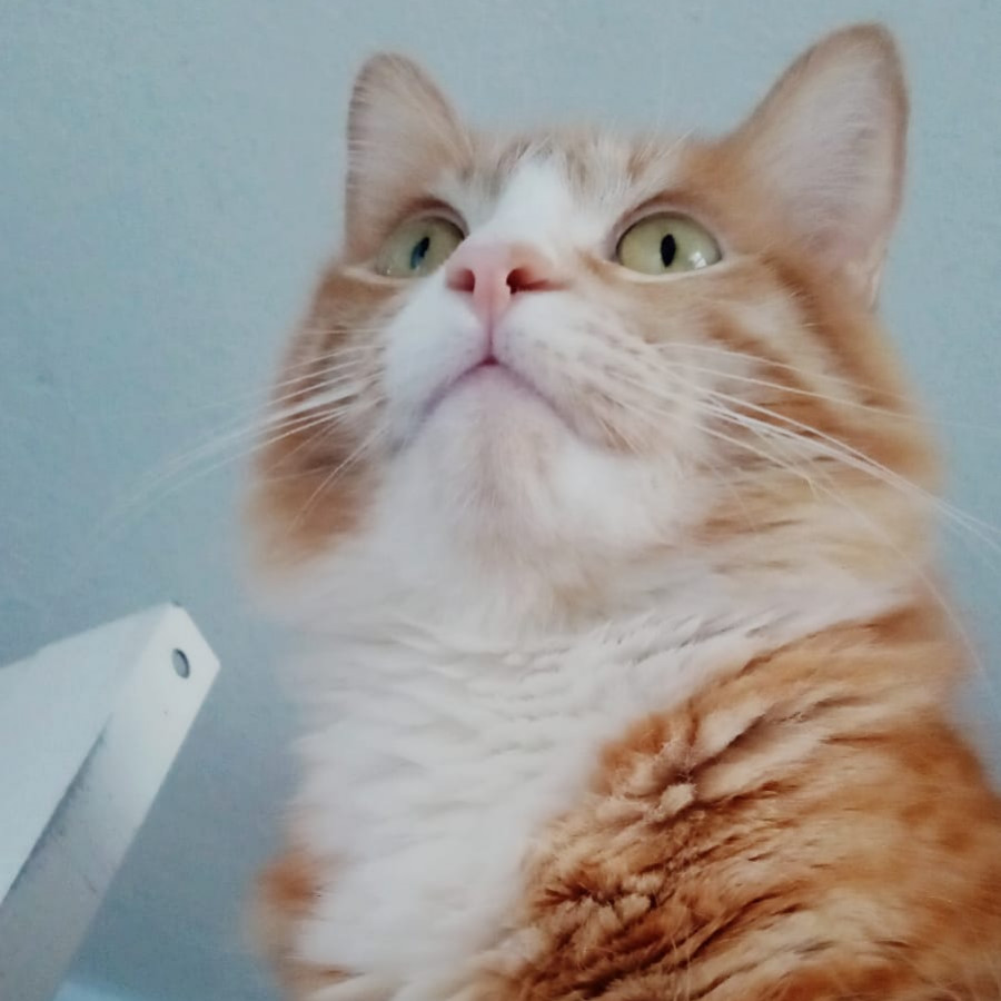 GARFIELD | Raza Doméstico Americano de pelo semilargo | En Adopción