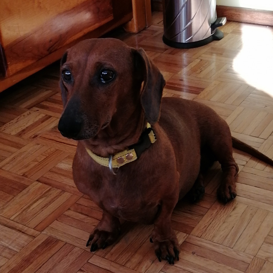 CEIBA | Raza Dachshund o Salchicha  | Perdida