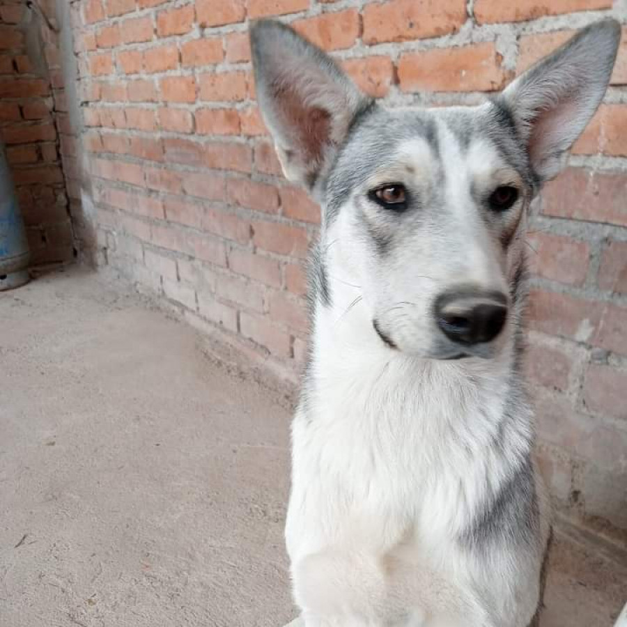 COQUETA | Raza Mestiza, cruza de Husky con Pastor Alemán | Perdida