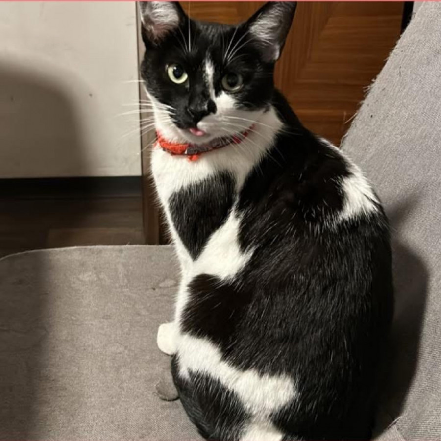 LUCKY | Raza Doméstico Américano de Pelo Corto | Perdida