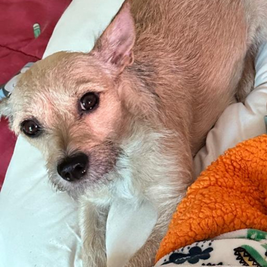 CHÉSTER | Raza Mestizo, cruza de Chihuahua | Perdido