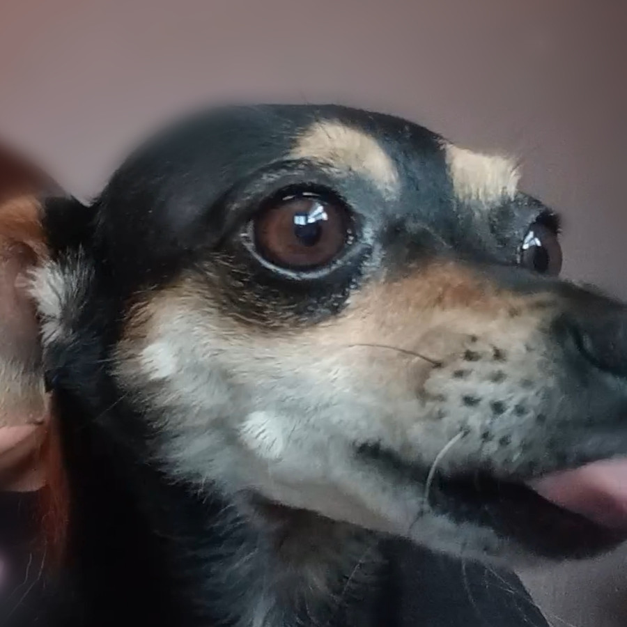 COMINO | Raza Chihuahua | Perdido