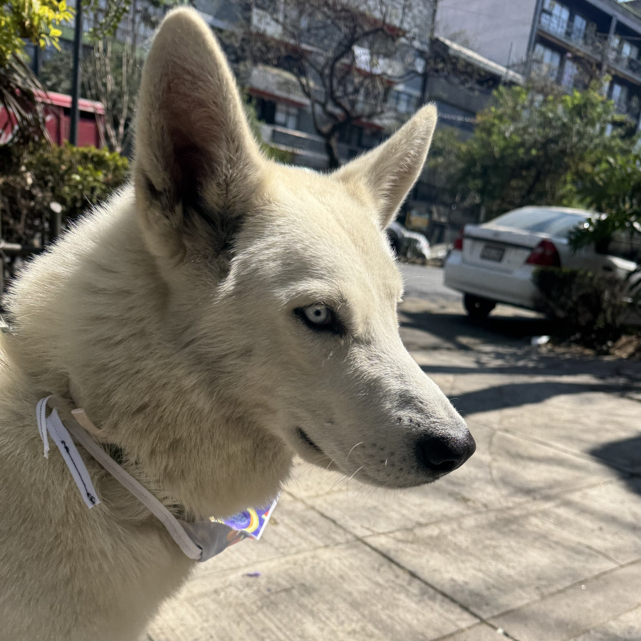  | Raza Husky Siberiano | Encontrada
