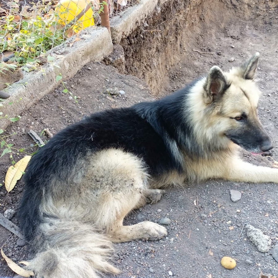 KENNEDY | Raza Mestizo,  cruza de Pastor Alemán con Husky Siberiano | Perdido