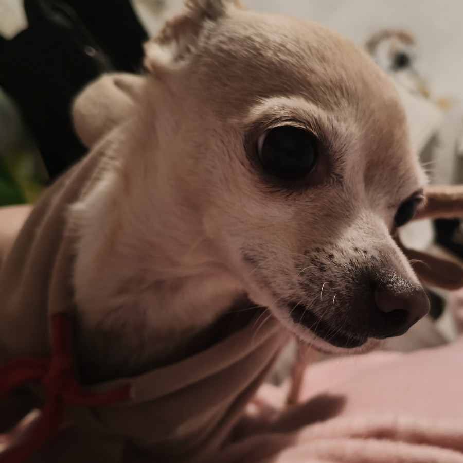 TIKI | Raza Chihuahua | Perdida