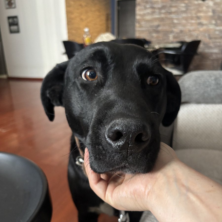  | Raza Mestizo,  cruza de Labrador | Encontrado