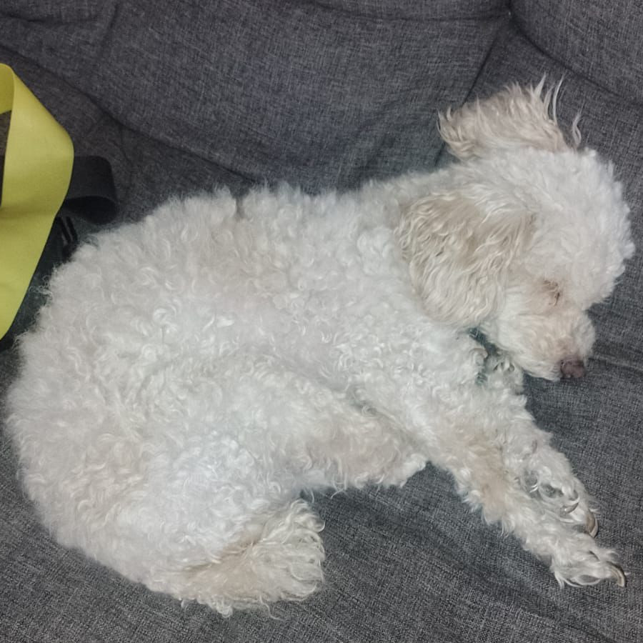 LUNA | Raza French Poodle o Caniche | Perdida