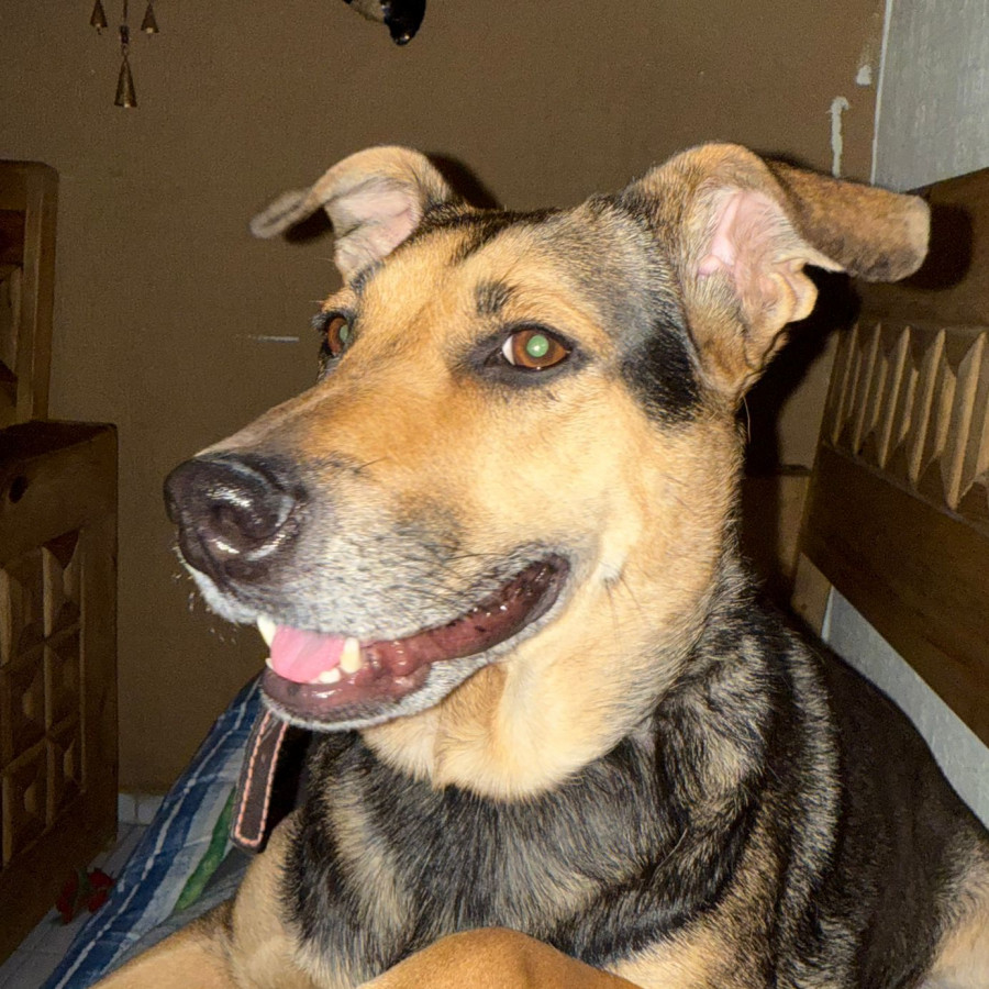 KIARA O PIPIS | Raza Mestiza, cruza de Pastor Alemán | Final Feliz