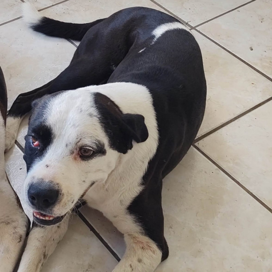 ROKO | Raza Mestizo , cruza de American Pitbull Terrier | Perdido