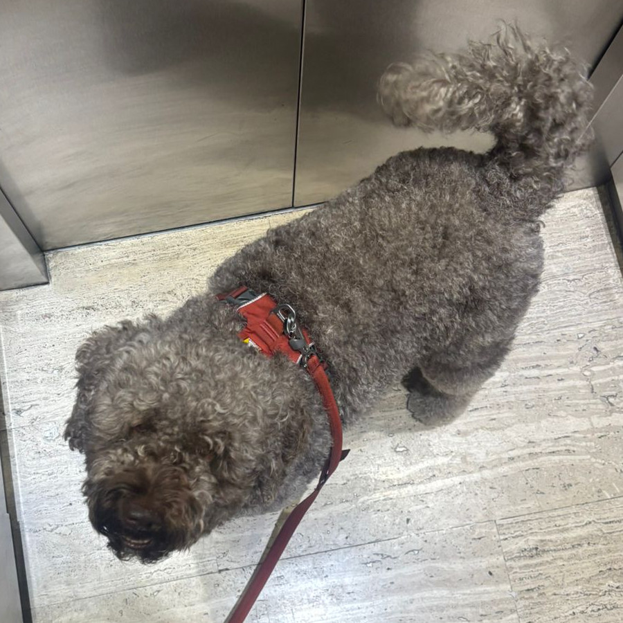 POMME | Raza Perro de Aguas Español | Perdida