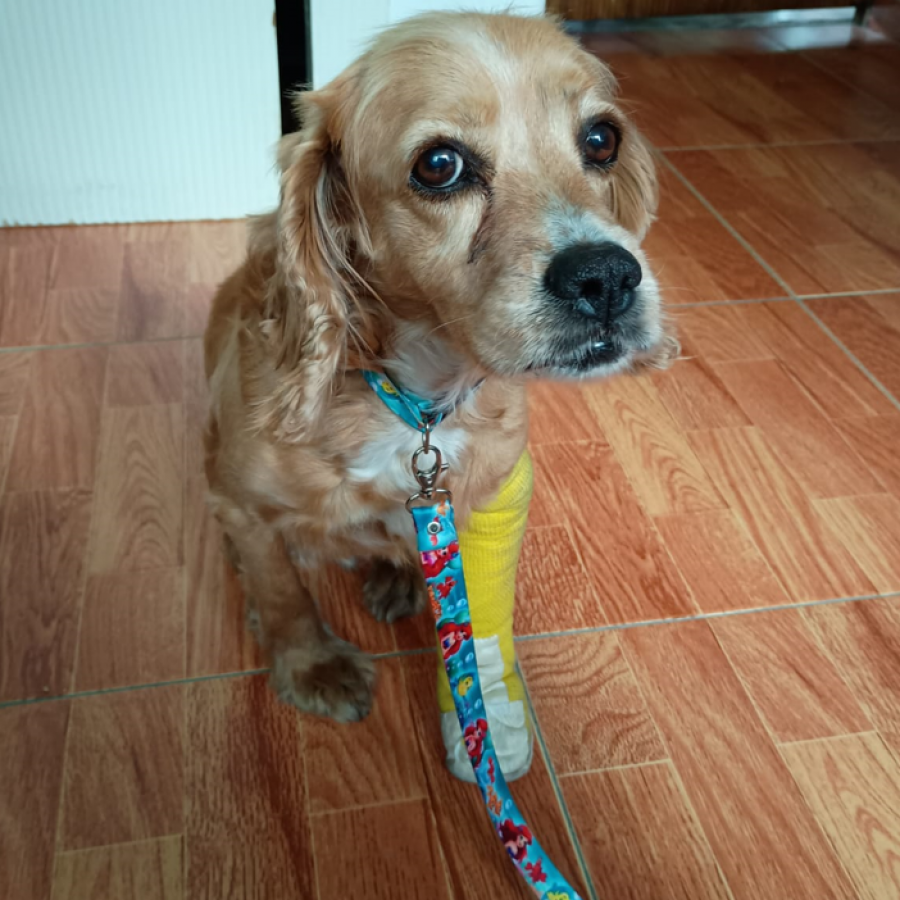  | Raza Cocker Spaniel | Encontrada