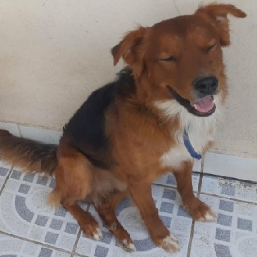 CHEWBACCA | Raza Mestizo | Perdido