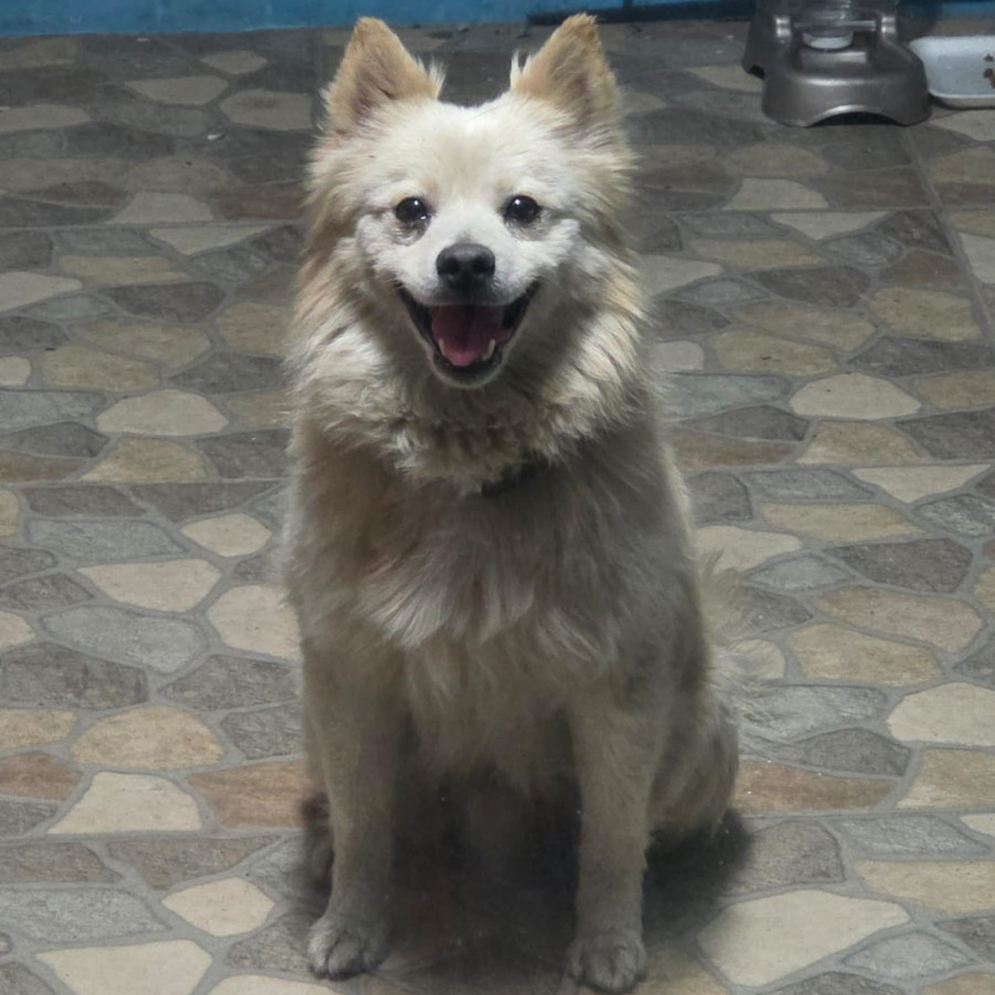  | Raza Mestizo, cruza de Pomerania | Encontrado