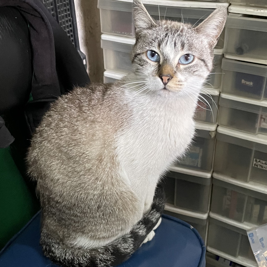 LUNA | Raza Aslan O Siamés Moderno, Punto Tabby | Perdida