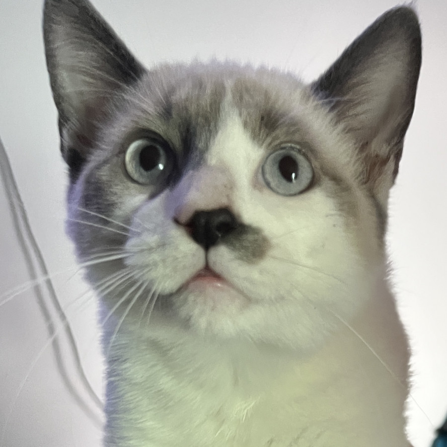 HERMOSA GATITA | Raza Snowshoes | En Adopción
