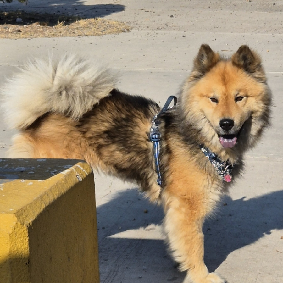 MILY | Raza Mestiza, cruza de Chow Chow | Perdida