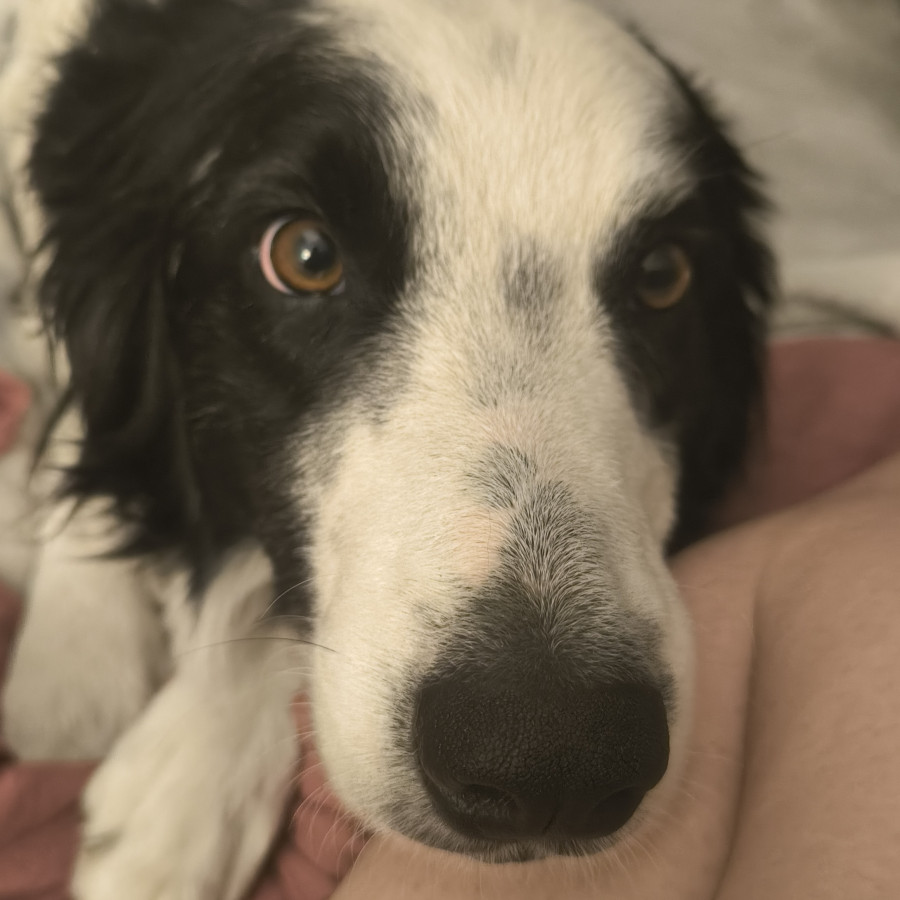 NINO (ALIAS SAURIO) | Raza Border Collie  | Final Feliz