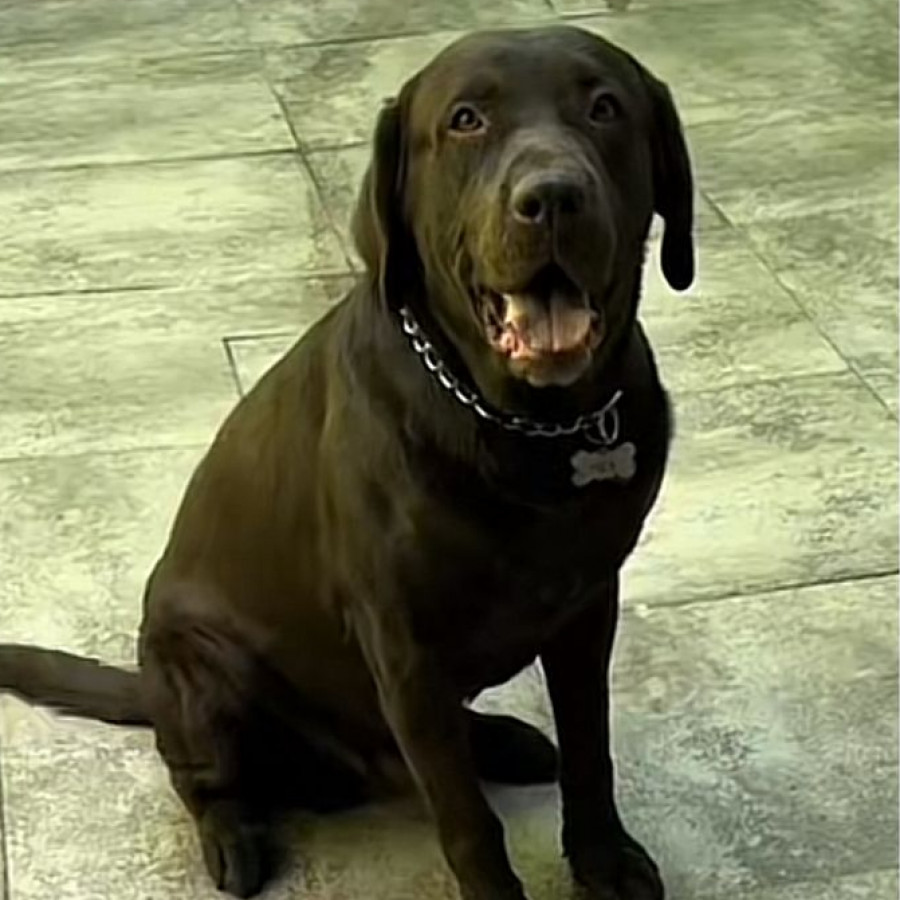 REX | Raza Labrador  | Perdido