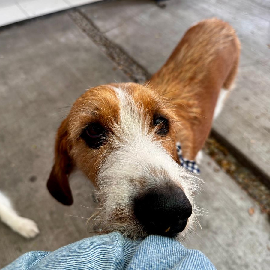 ASHOKA | Raza Mestiza,  cruza de Beagle con Schnauzer | Perdida