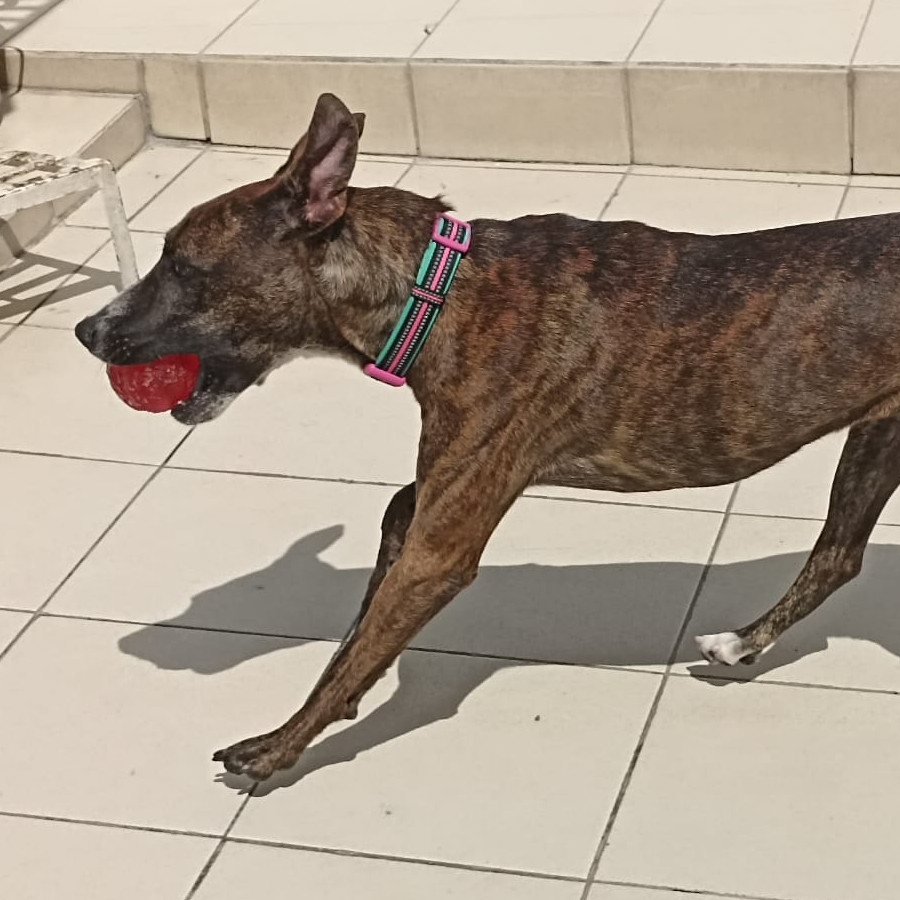 RAMITA | Raza Mestiza, cruza de American Pitbull Terrier con Bóxer | Final Feliz