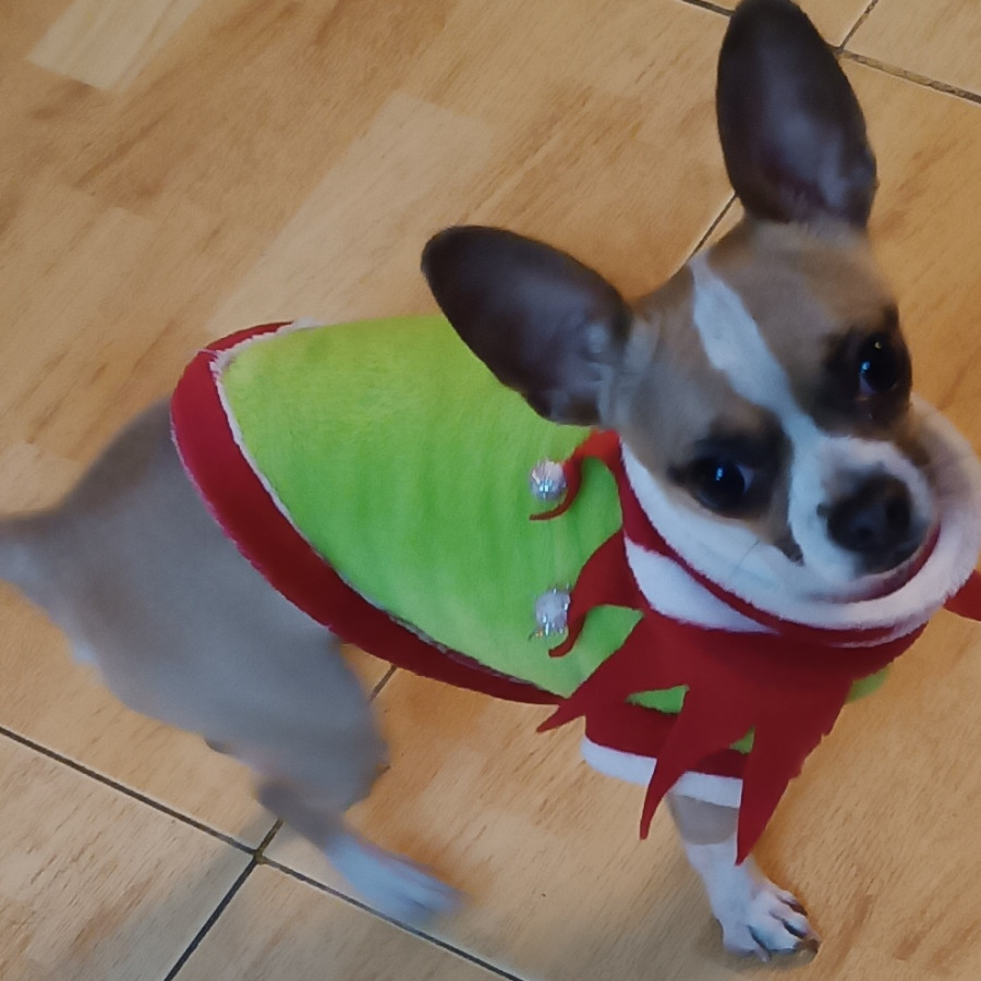 ROCKY | Raza Chihuahua | Perdido