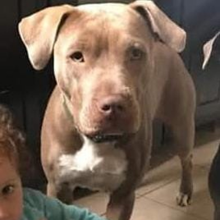 VENUS | Raza American Pitbull Terrier | Perdida