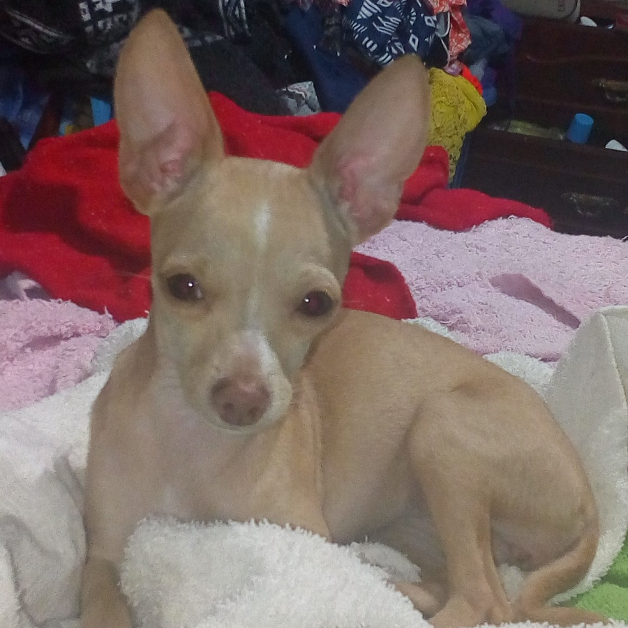 PEQUE | Raza Chihuahua | Perdida