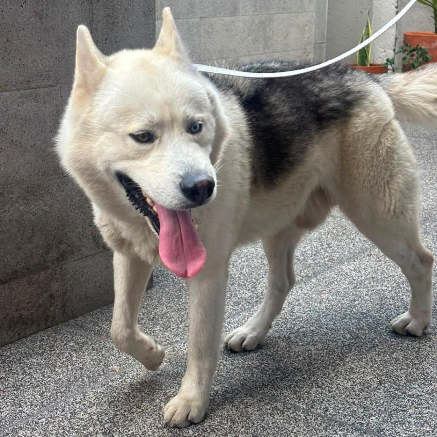  | Raza Husky Siberiano | Final Feliz
