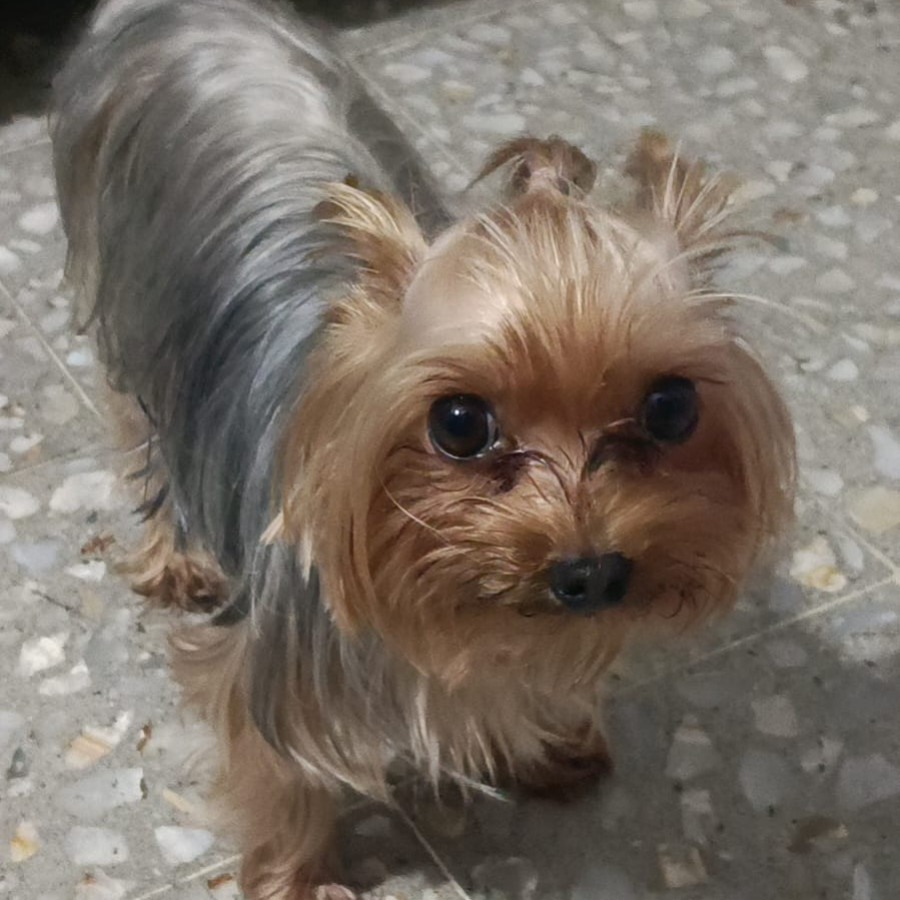 GIGÍ | Raza Yorkshire Terrier (Yorkie) | Final Feliz