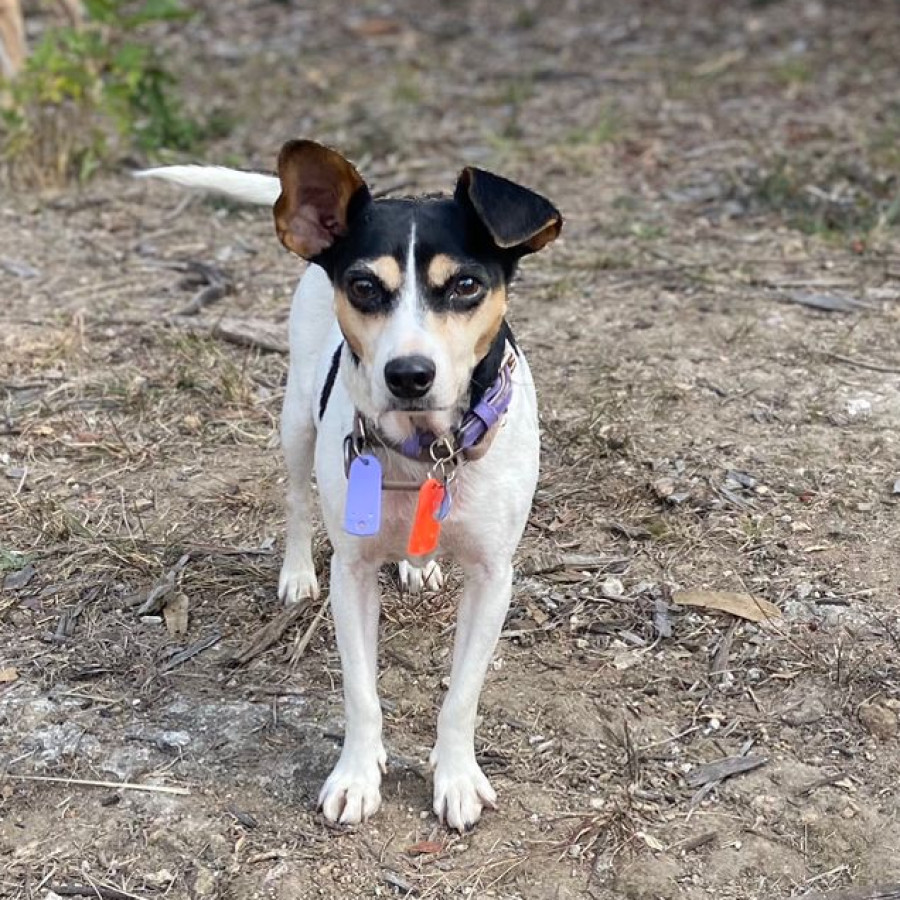 LOLA | Raza Rat Terrier | Final Feliz