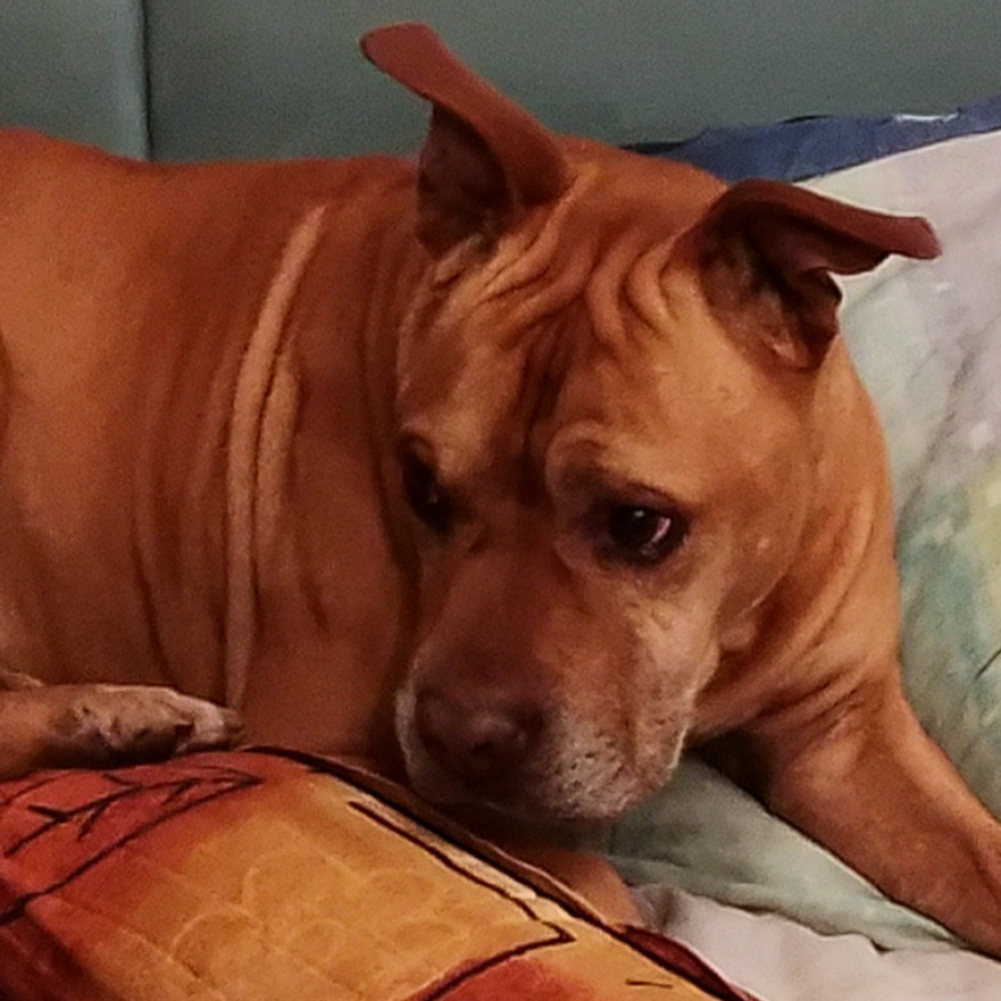  | Raza Mestizo, cruza de American Pitbull Terrier | Encontrado