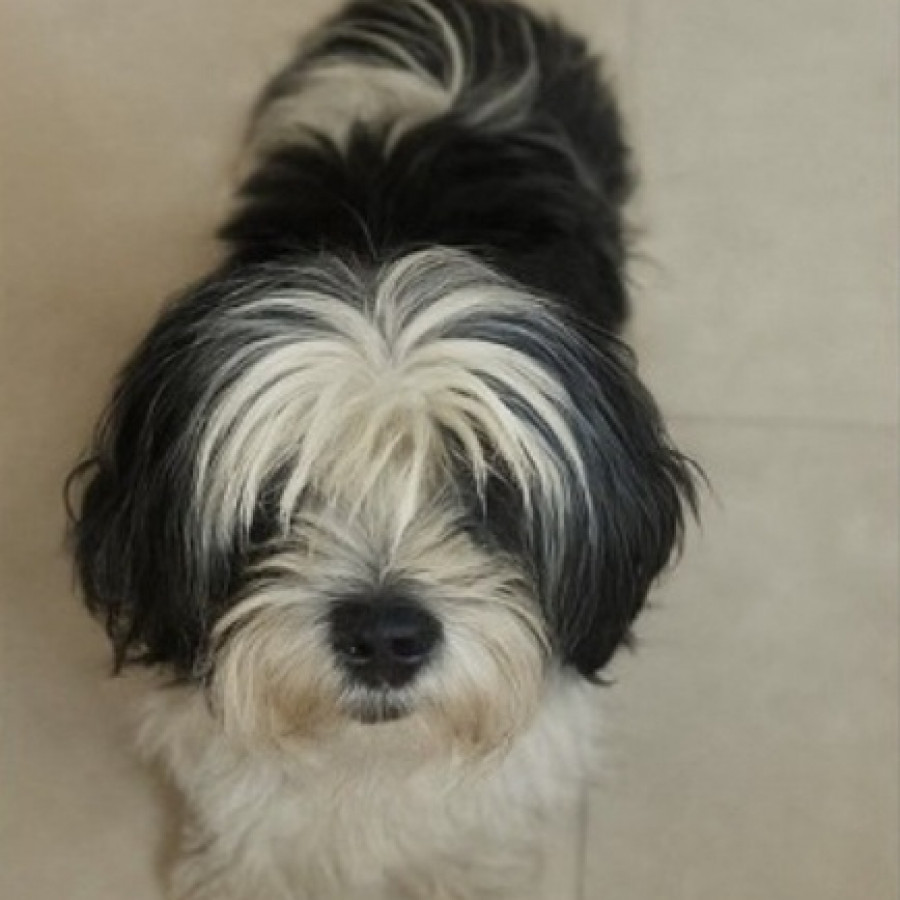 KILA | Raza Lhasa Apso | Final Feliz