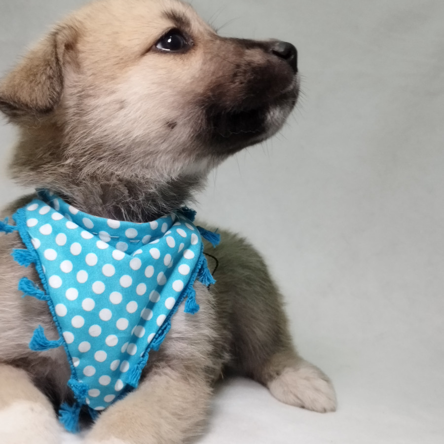 USAGITTO | Raza Mestizo,  cruza de Husky con Labrador | En Adopción