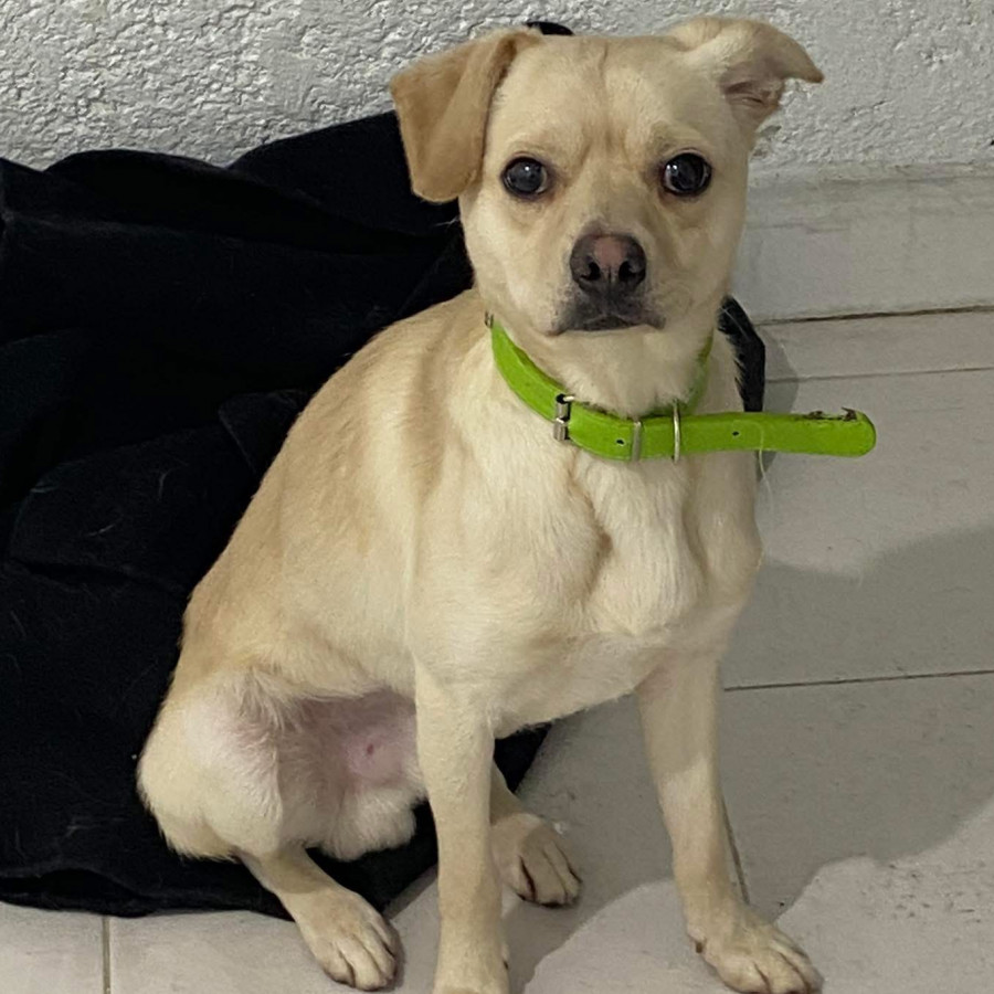  | Raza Mestizo | Encontrado