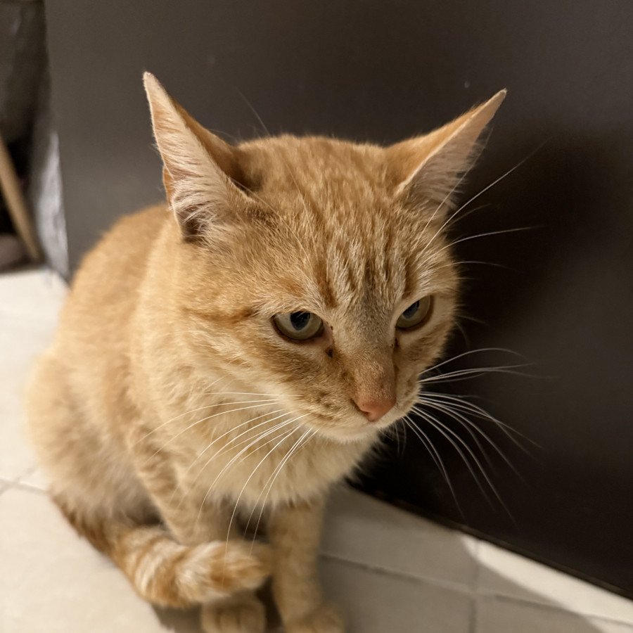  | Raza Doméstico Américano de Pelo Corto | Encontrada