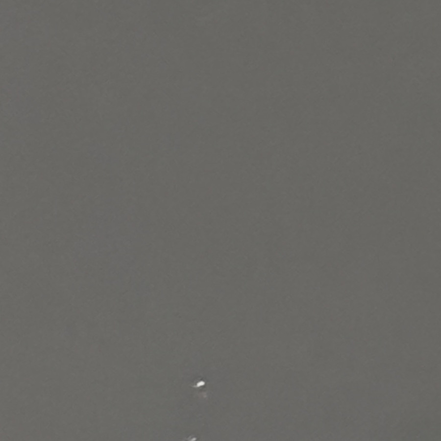 SORA | Raza Calicó de pelo corto | Perdida