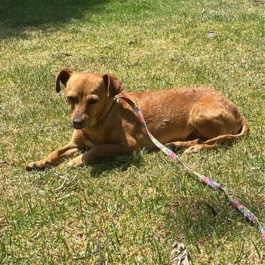  | Raza Mestiza,posible cruza de Chihuahua con Dachshund o Salchicha | Encontrada