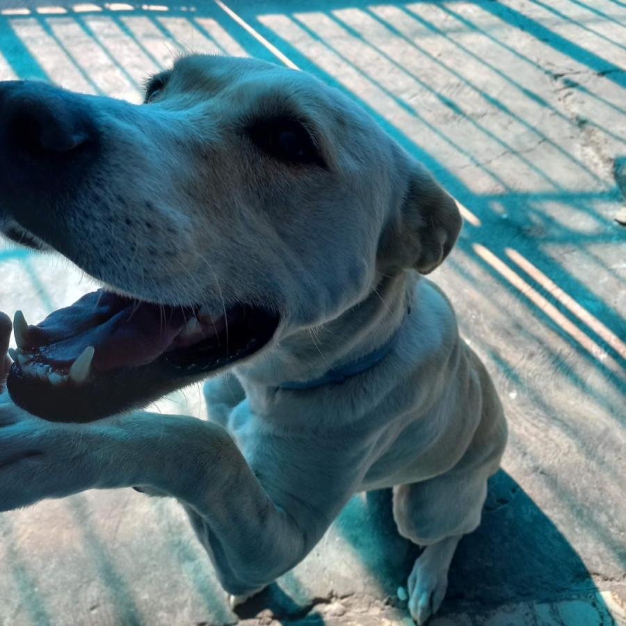 ALASKA | Raza Labrador  | Final Feliz