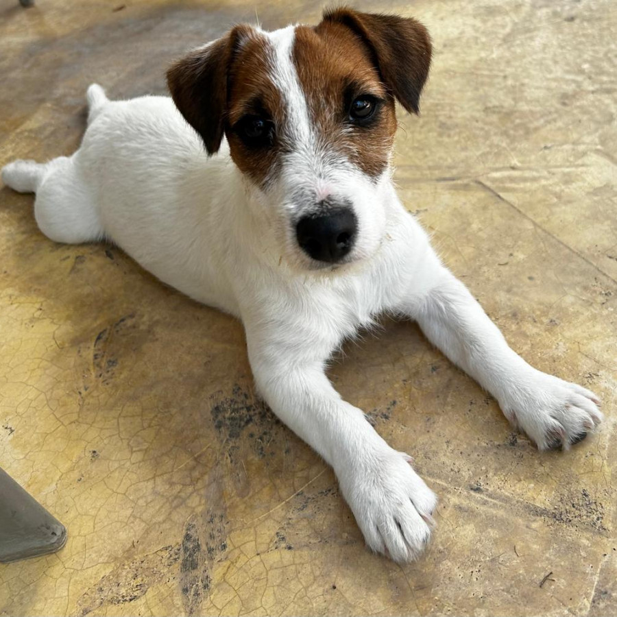 MOMO | Raza Jack Russell Terrier | Final Feliz