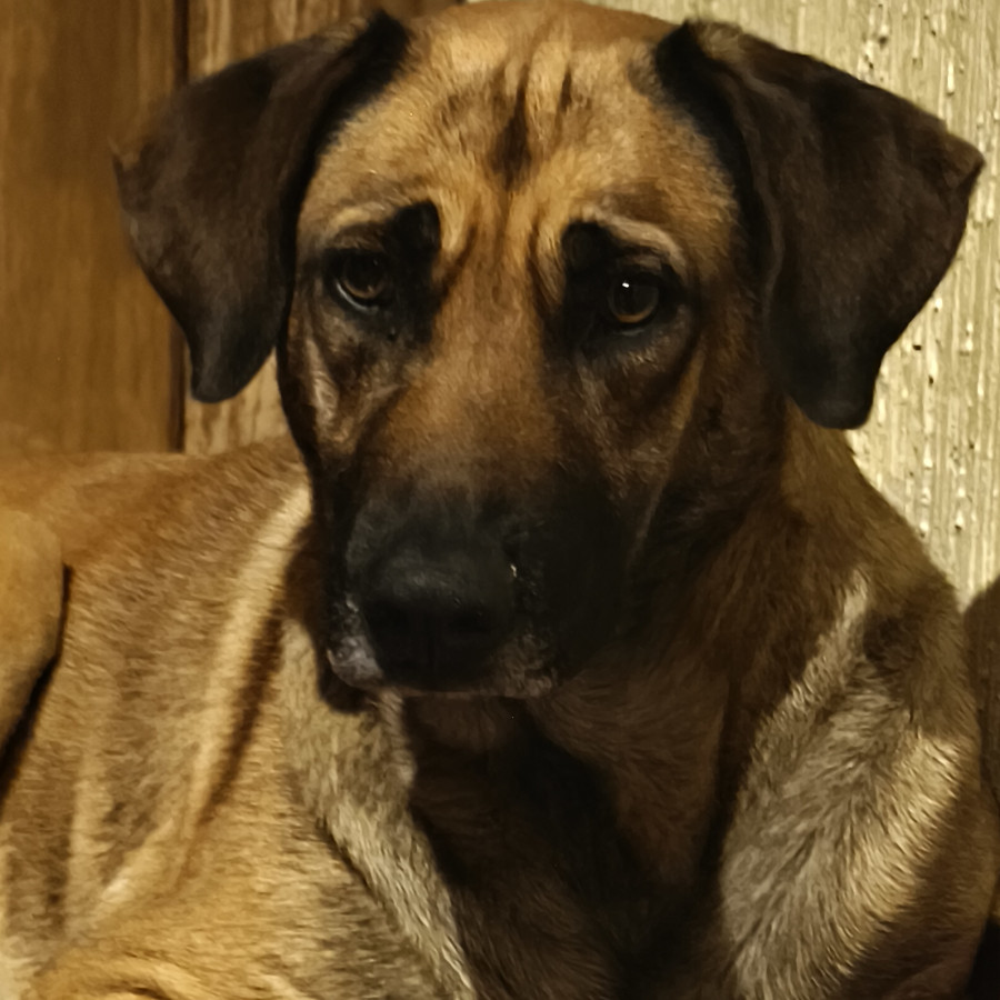  | Raza Mestiza | Encontrada