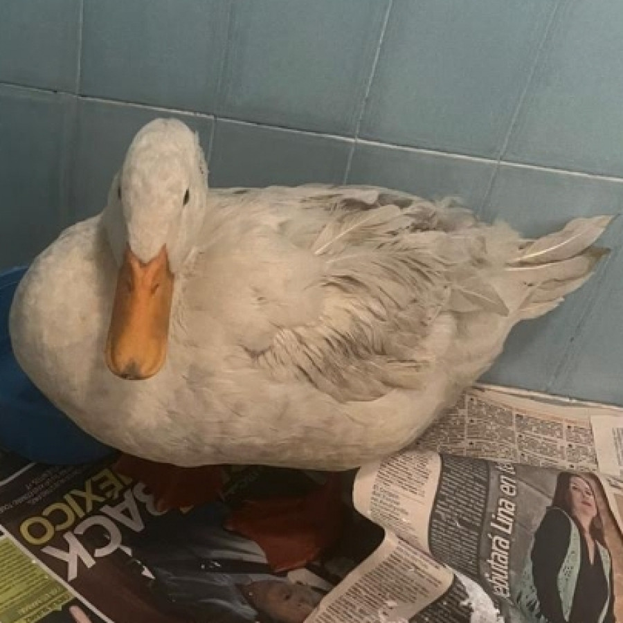  | Raza Pato blanco común o Pequinés | Final Feliz